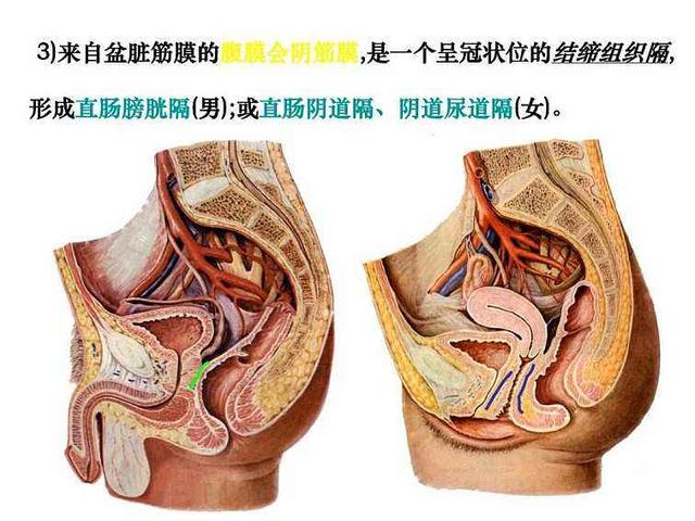督脉“合篡间,绕篡后”是什么意思?