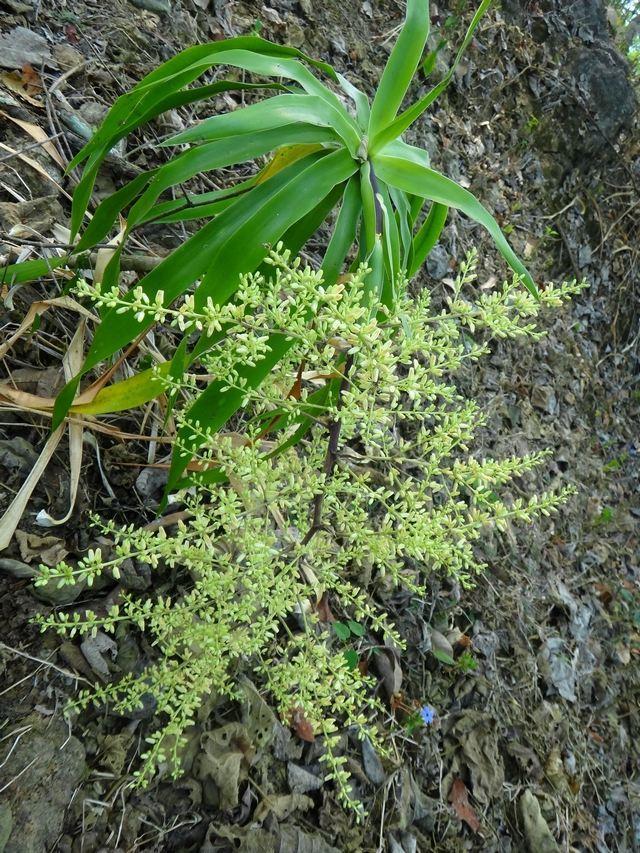 龙血树植物好养么,正宗龙血树大棵好养吗