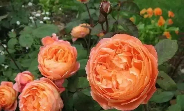 一万年一次的2020520;一起认识100种玫瑰~别送错啊