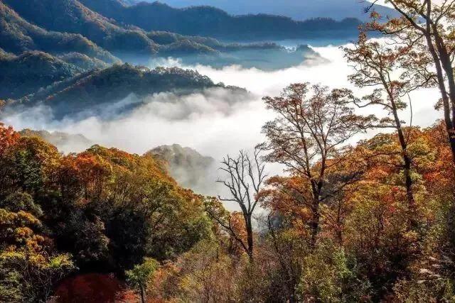 黄山秋景几月去最好,秋天几月份去黄山最好看的花海