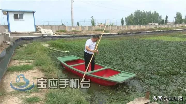 甲鱼养殖生态农场,甲鱼生态养殖视频大全