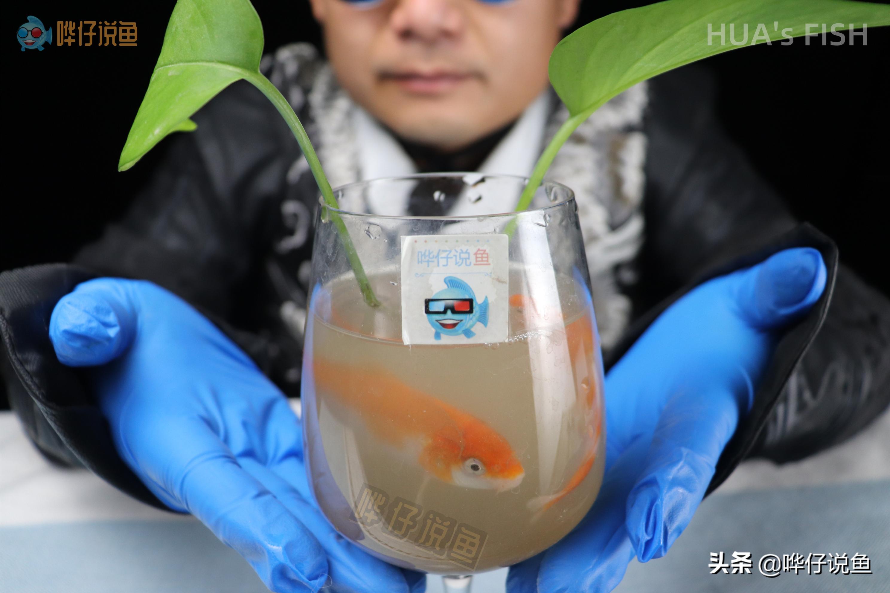 如何测试鱼缸水质酸碱度,如何测定鱼缸水质