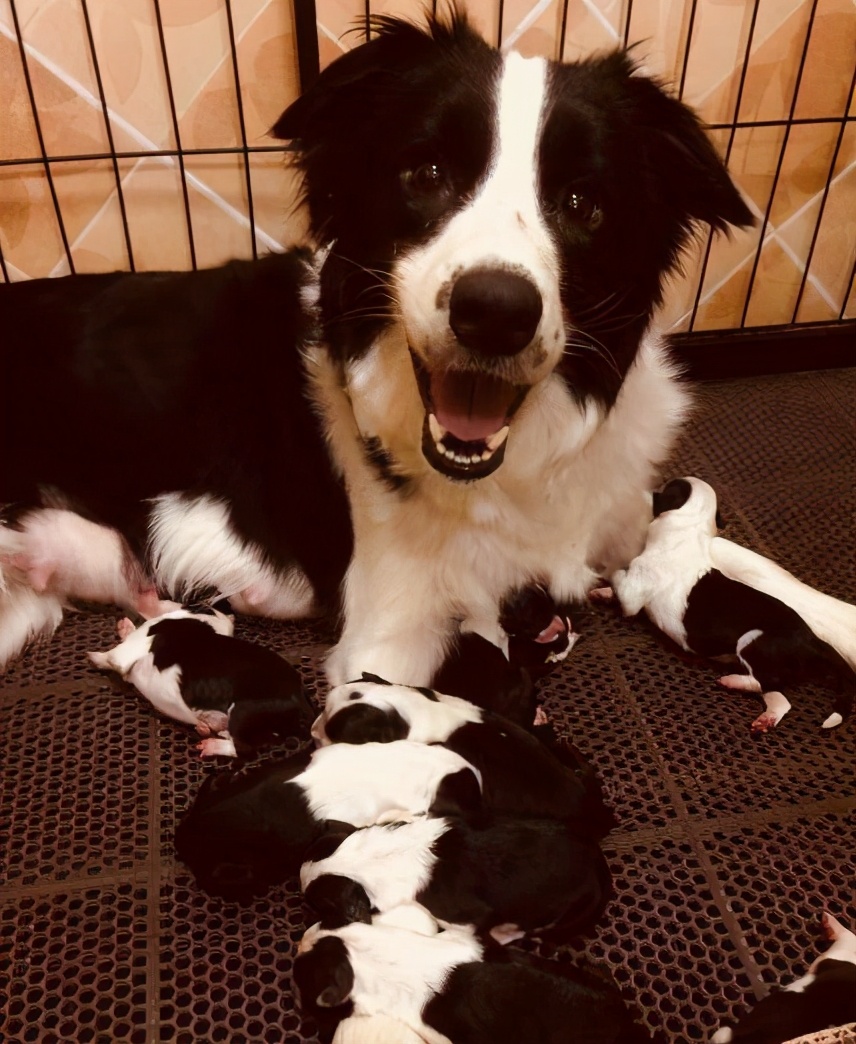 边牧一辈子认主几次,边牧一生繁殖多少次