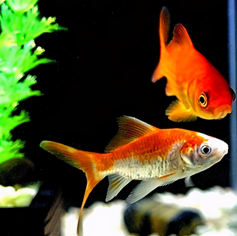 给宠物鱼起名字叫什么好,好听的宠物名字鱼