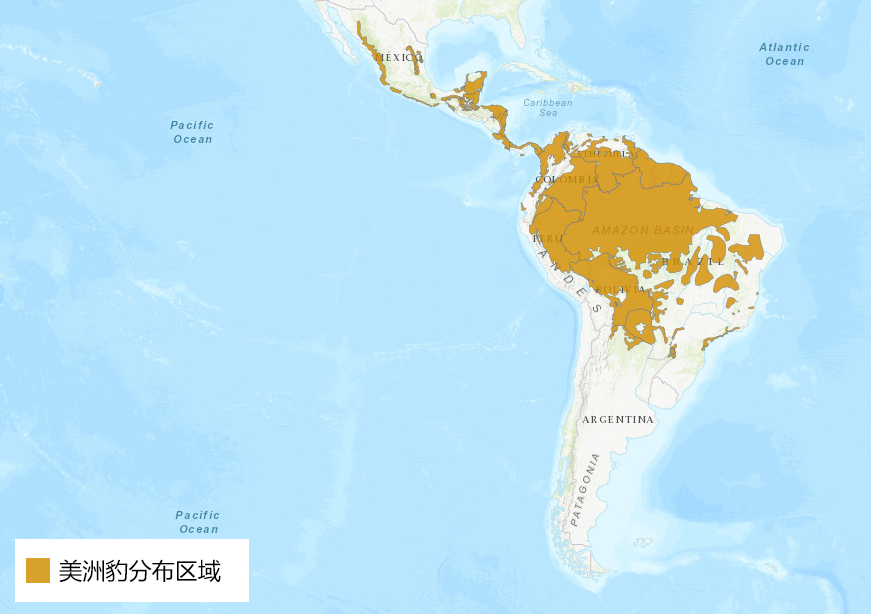 美洲豹和豹猫的相同之处,美洲豹和花豹的区别讨论