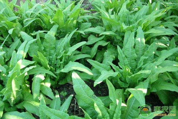 莴笋如何增产？秋莴笋需要掌握的种植技术有哪些？