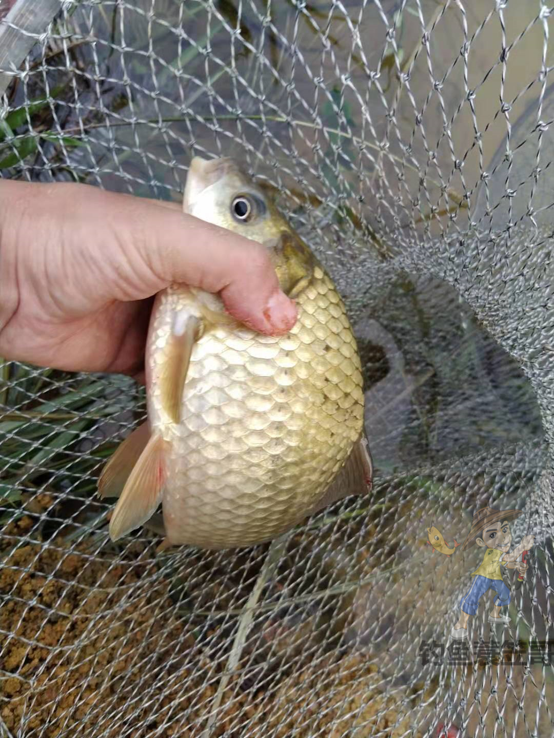 最怕虾闹窝，漂相像大鱼怎么提也不中，解决它其实不难