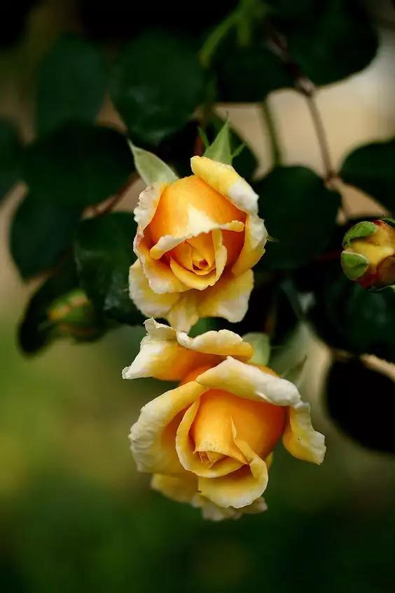 至爱之花,至爱之花歌曲