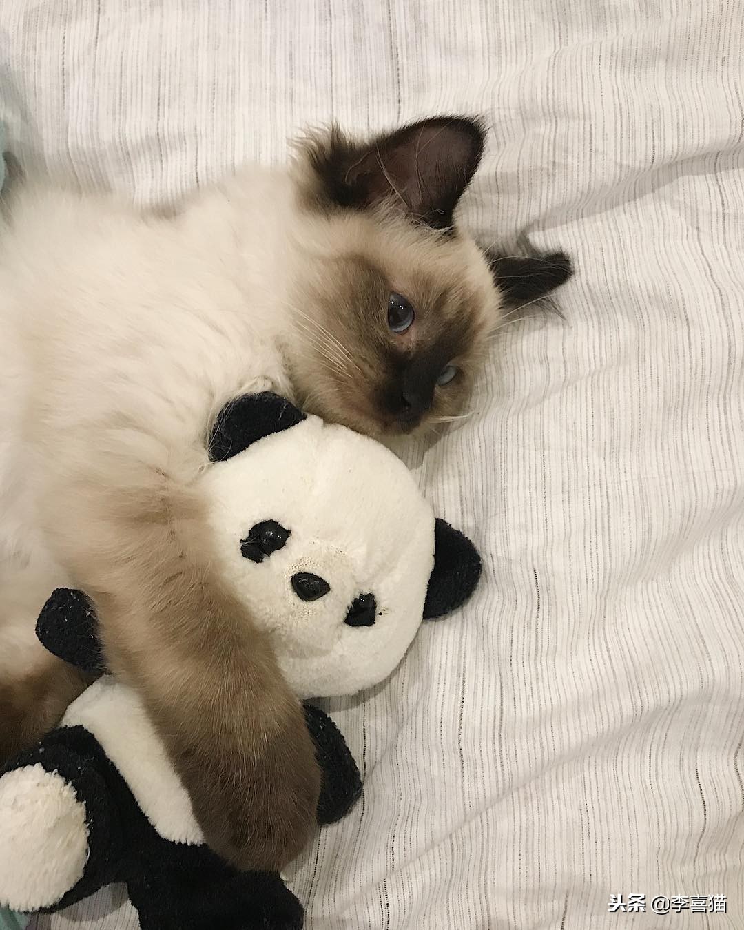 怎么让猫咪学会习惯穿衣,让猫咪在室内快乐生活的小窍门