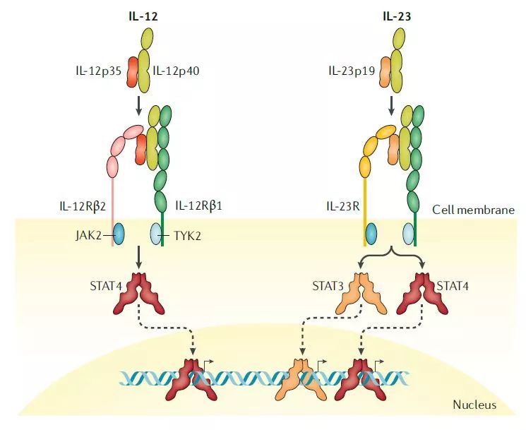 这条明星信号通路已催生多款重磅新药，治疗多种炎症性疾病
