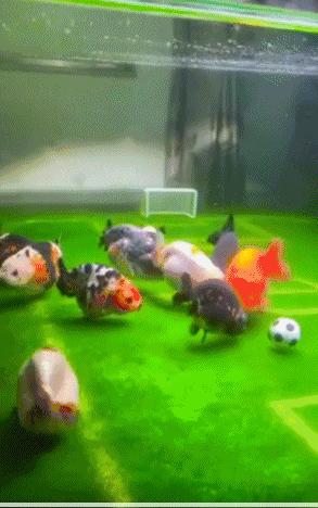 网友将鱼缸改造成“足球场”，金鱼在里面玩起了足球，太有创意了