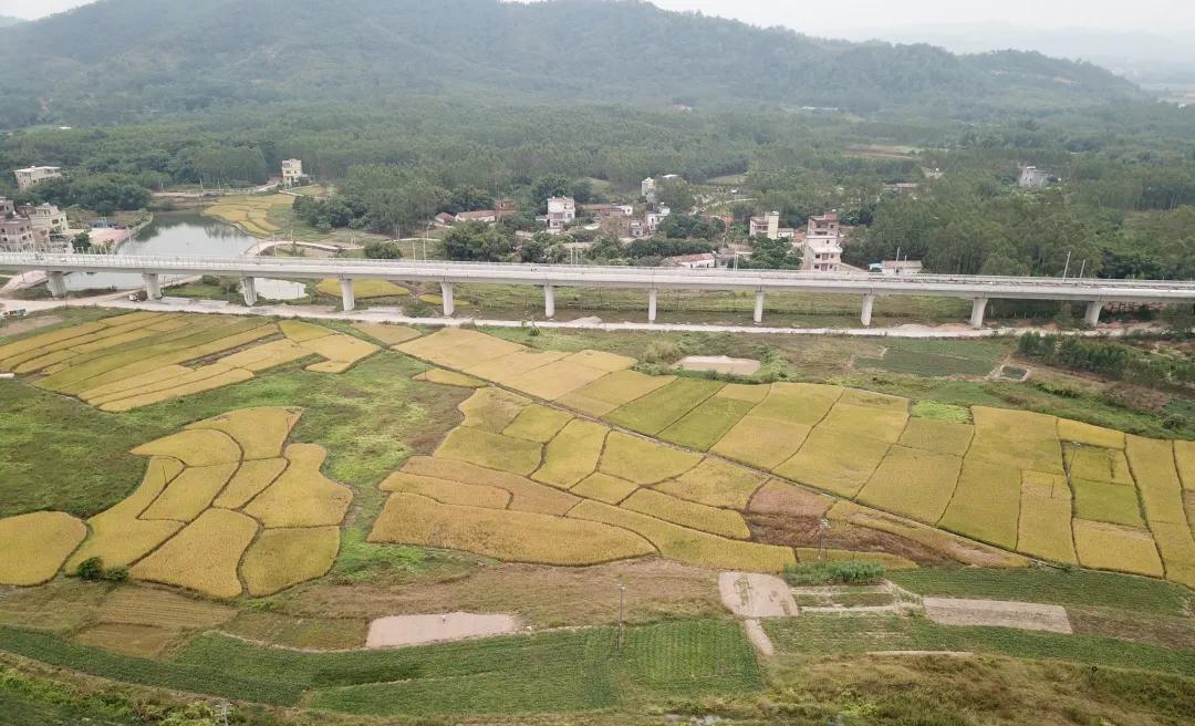 博罗蝴蝶兰种植基地,农业科技生态园蝴蝶兰种植基地