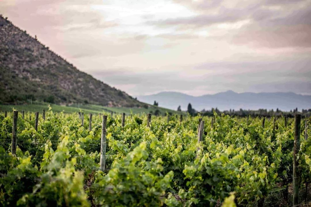 「签证学院」深度解读两性观念最开放的国家——智利