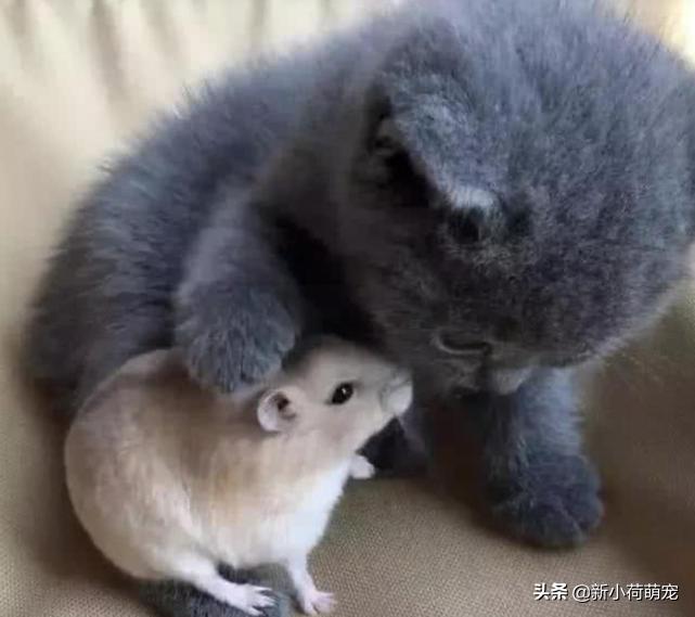 刚把猫带回家被母猫抱在怀里,刚把猫抱回家害怕躺在桌子底下