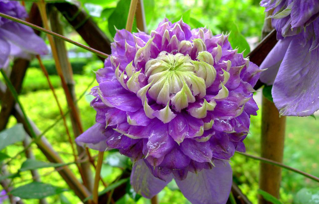 一棵就能爬满墙？这波操作服了