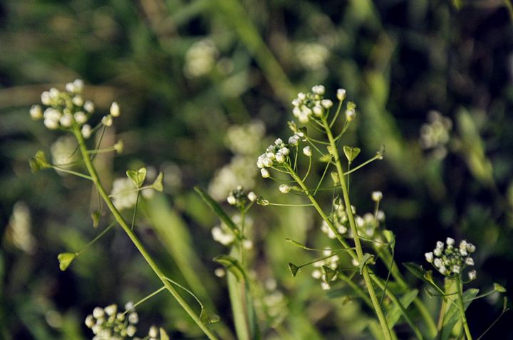 荠菜的功效作用,荠菜的原生图片