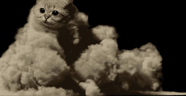 猫在床上尿臭味怎么消除,猫咪放了屁整个身子都臭