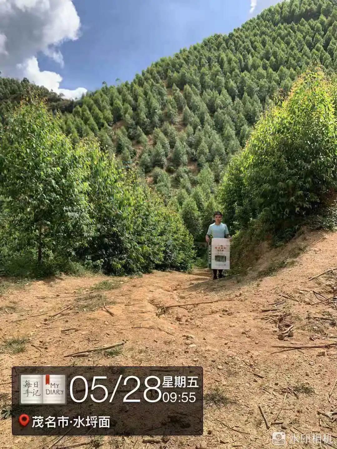 看看桂花树是什么样,最漂亮的桉树