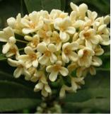 发根从毛囊里掉了还会长出来吗,毛囊有小白点是坏死吗