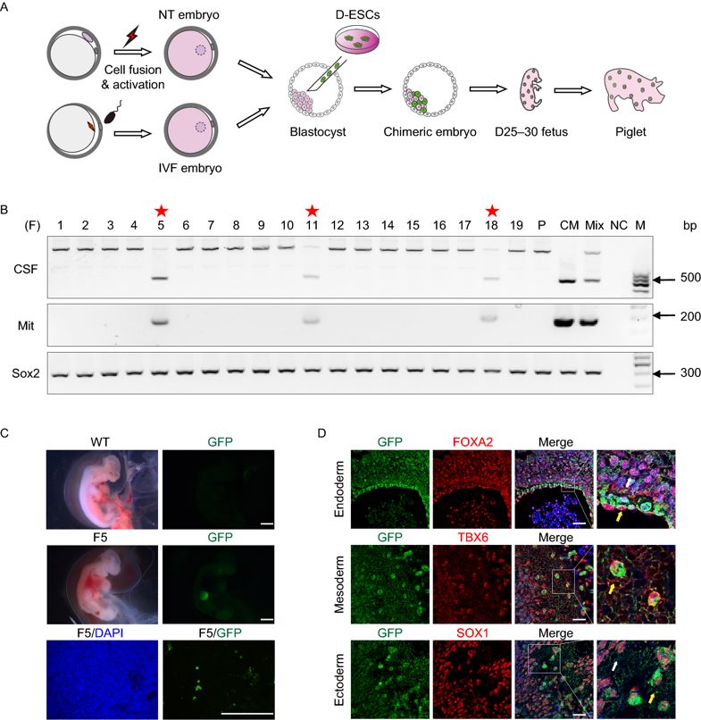 我国完成的首例猴猪混合体,猪猴混合体
