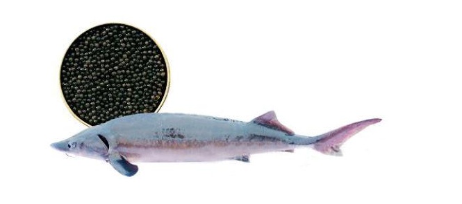 如何形容鱼子酱的昂贵,昂贵的鱼子酱一盒多少钱