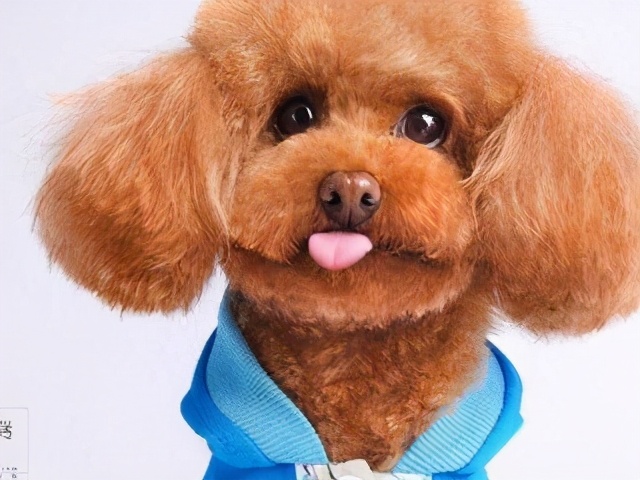 泰迪这几大部位，主人不要乱打，都是它的“命线”