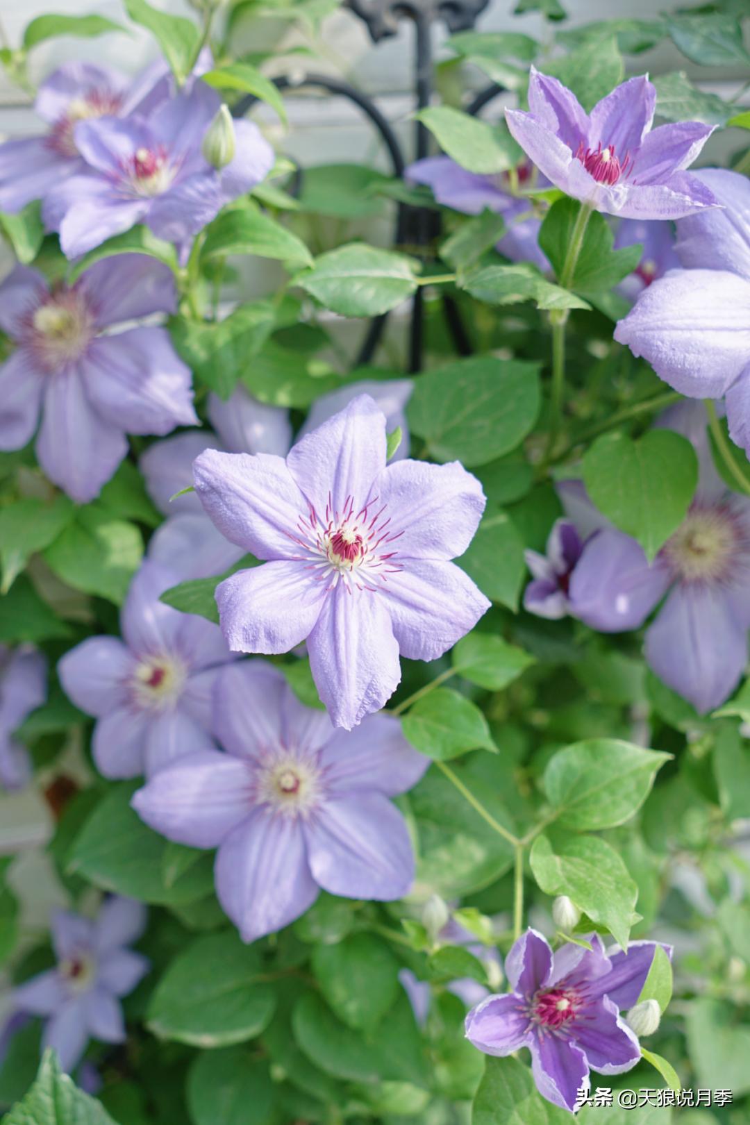 如何打造四季开花的花园,如何打造四季都有花的花园