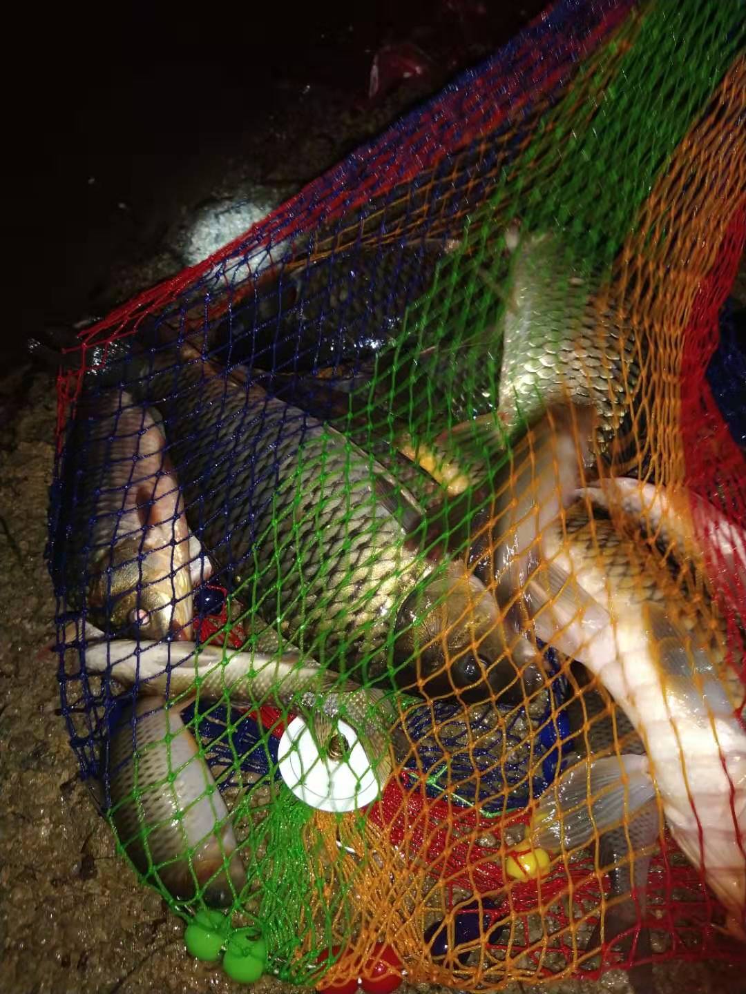 野钓鲫鱼爆护,野钓怎么提高鱼获呢