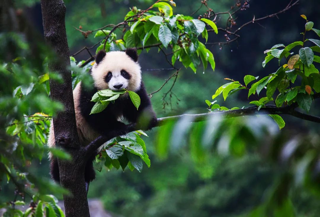 2017年九寨沟地震预兆,地震前的九寨沟人间仙境