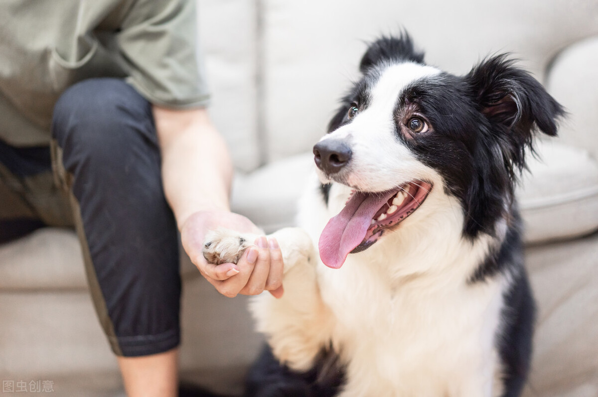 饲养边牧犬不能犯这几个错误,饲养边牧的“5大禁忌”