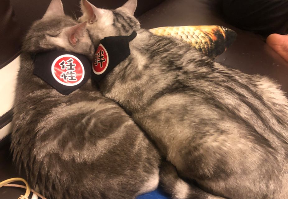 猫真的会把你当妈妈,猫把你当成妈妈是啥样子的