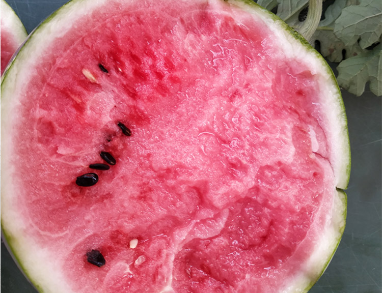 8424西瓜种植技术,8424露天种植西瓜品种哪个好管理