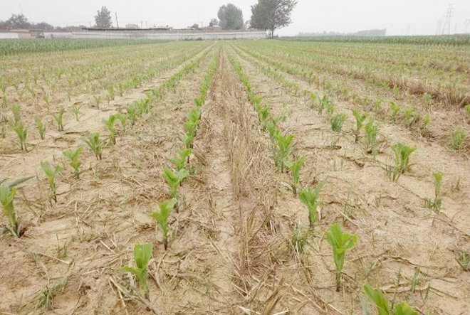 玉米五六个叶可以种什么,种植的玉米几片叶可以提苗