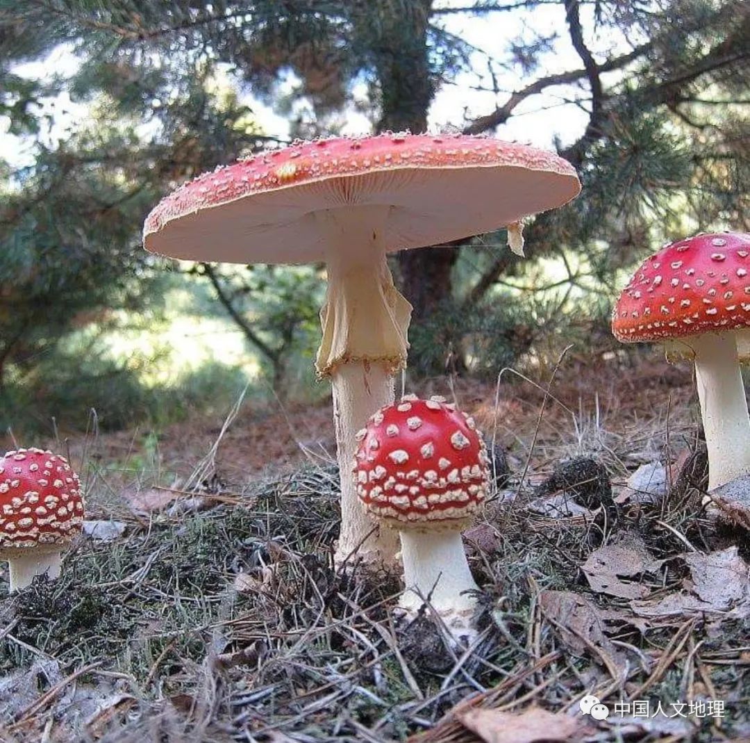 摄影彩色蘑菇,摄影师拍摄迷你蘑菇