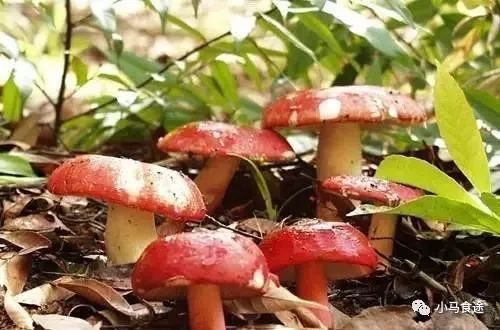 广西十大特产零食排名,广西桂平十大出名特产