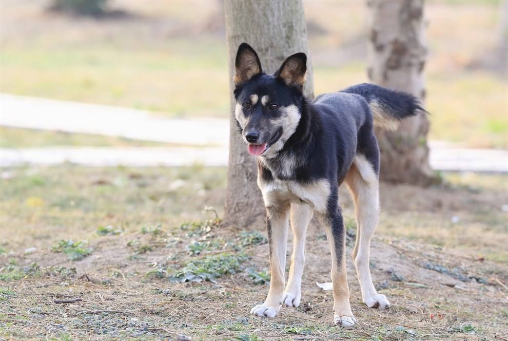 土狗哪一种土狗最好,土狗哪种狗比较好养