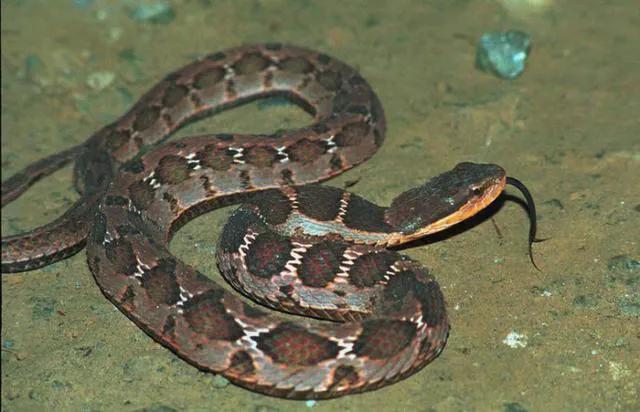 胡黄白柳灰五仙的来历,胡黄灰白柳蟒分别指的是什么