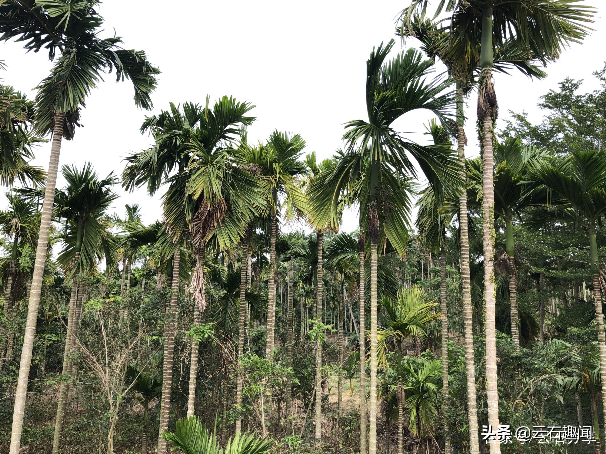 海南最畅销的槟榔 (海南畅销的槟榔)