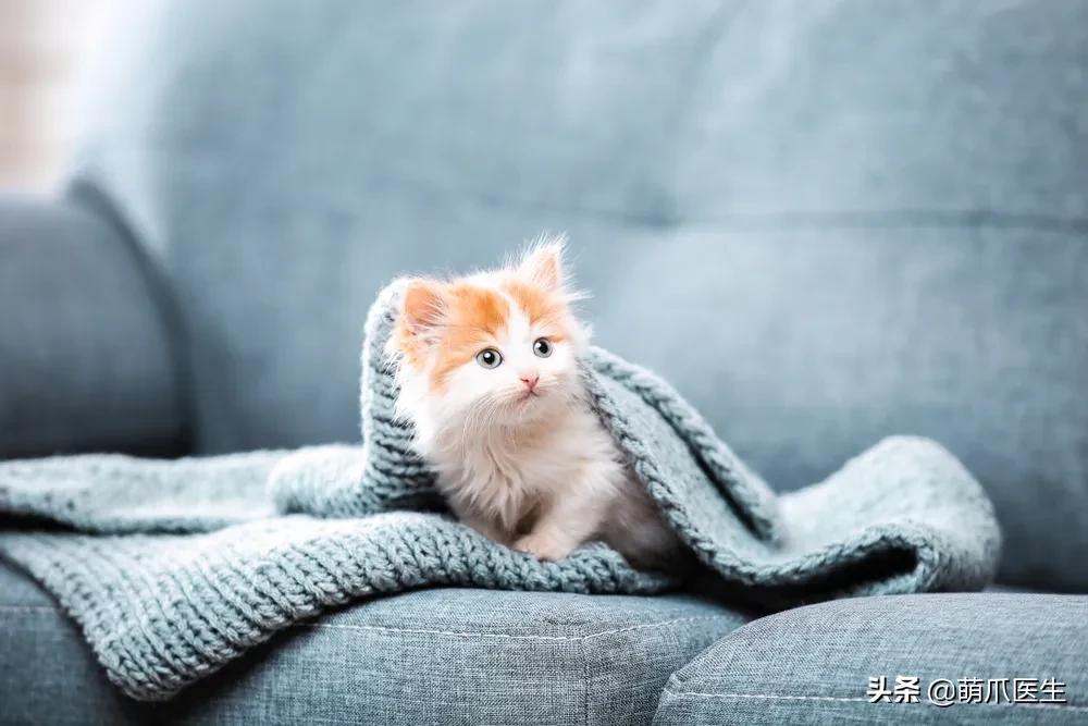 养了猫还可以养兔子吗,养了猫还适合养鹦鹉吗