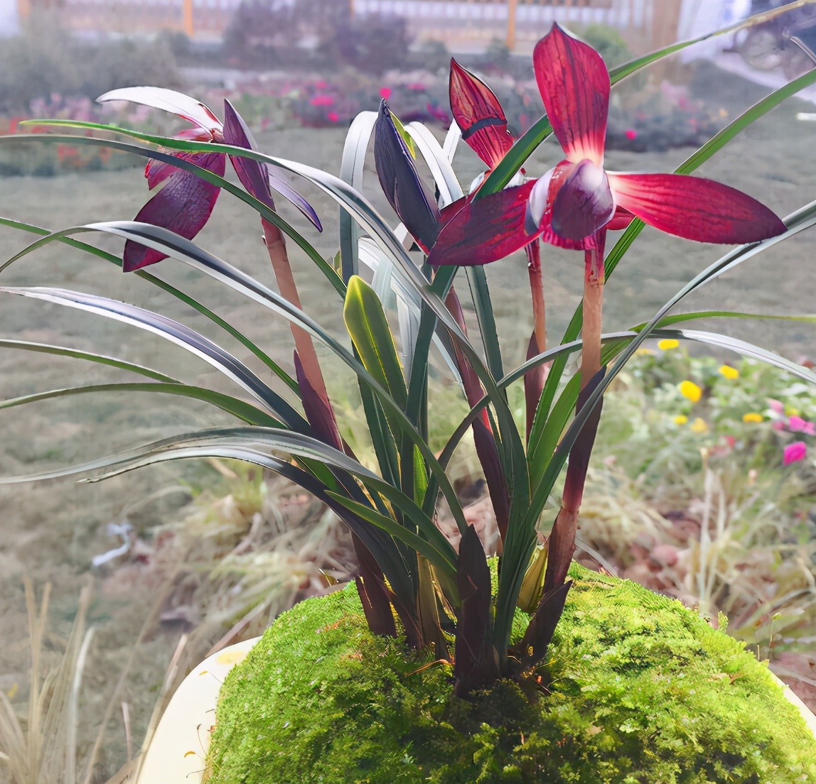 春兰几十元一苗的兰花,最香红花迷你春兰有哪些名品