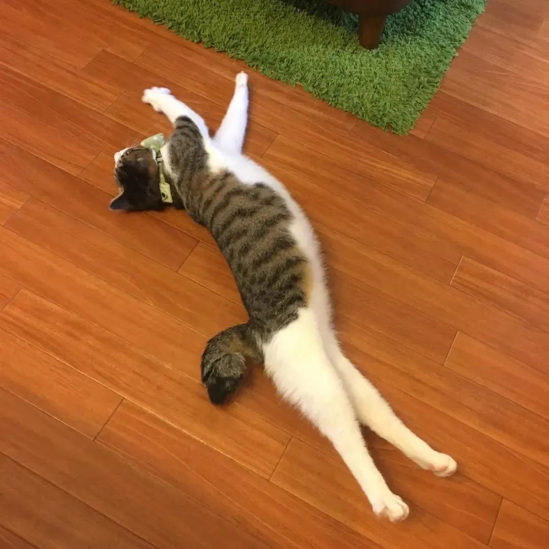 猫的终极凡尔赛：你的屏幕放不下我的腿