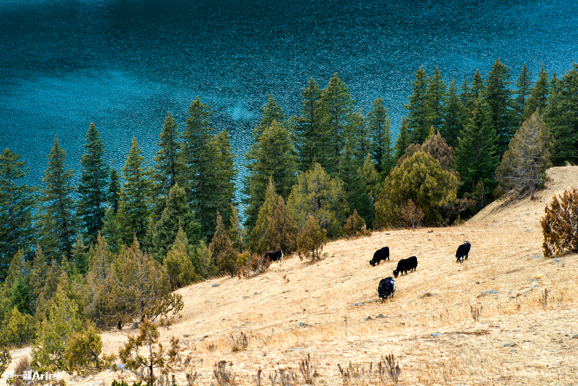 成都周边秋天美到极致的秋色,成都近郊游最美秋色