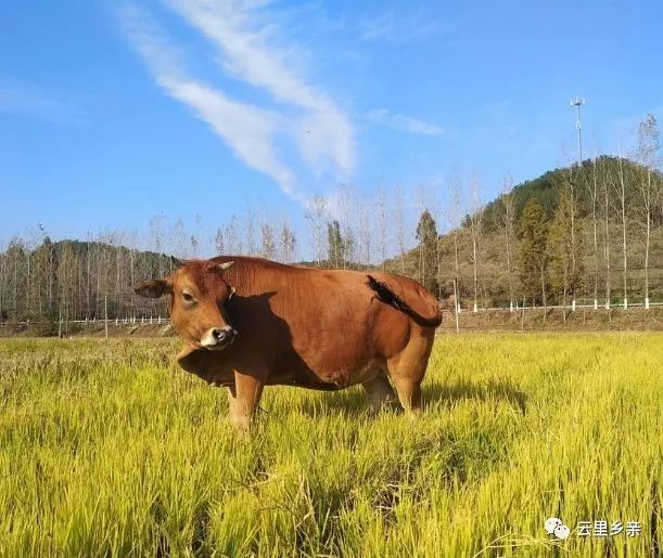 舌尖上的非物质文化遗产,昆明寻甸非遗牛干巴图片