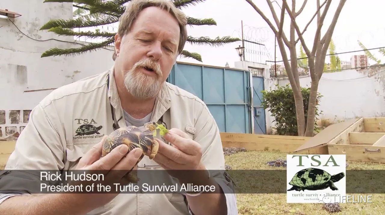 龟中“考拉”，请别让我们的孩子在博物馆见到它们...