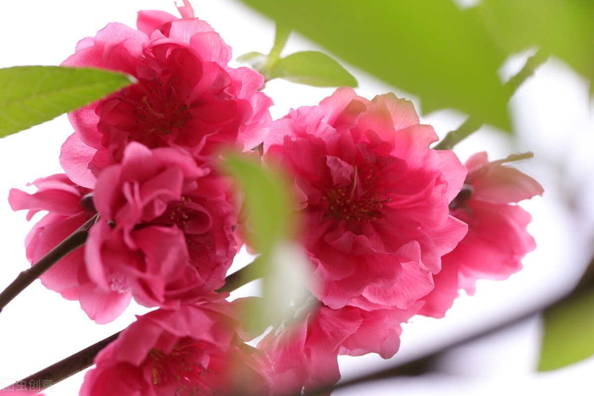 述职报告,转正述职报告