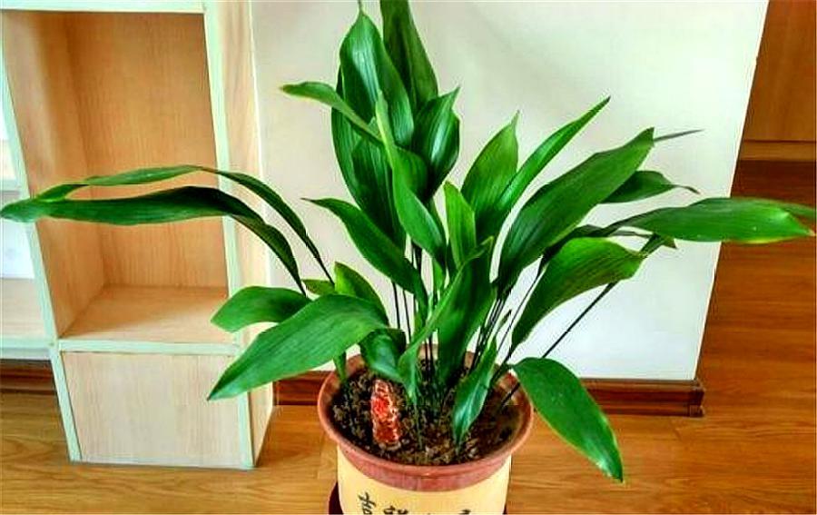 一叶兰老叶修剪图解,一叶兰快速生长