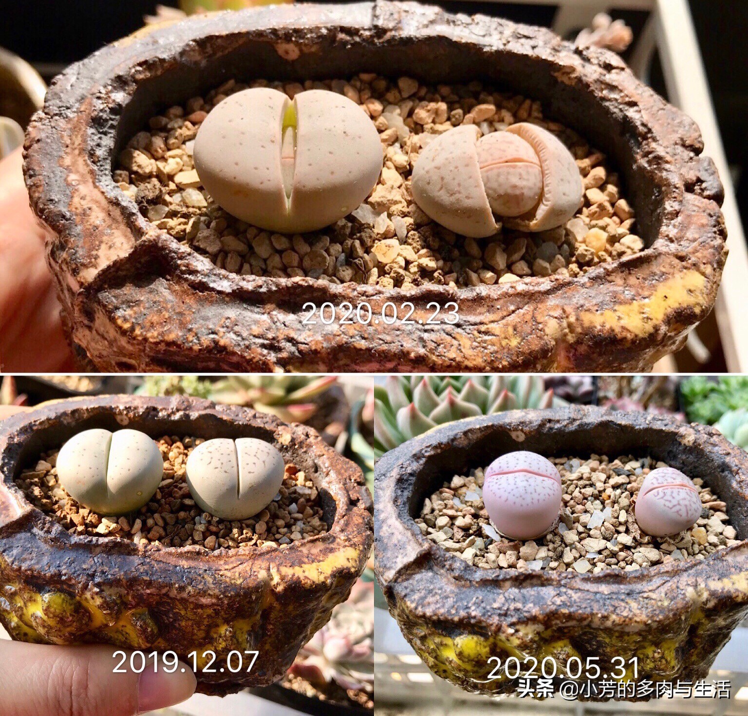 多肉生石花需要修根吗,多肉生石花怎么发根