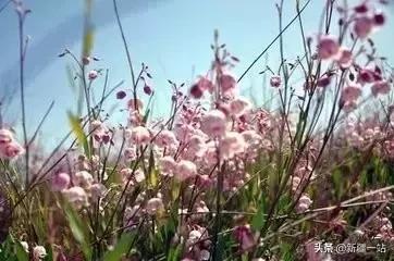 荒漠中有哪些能吃的植物,南疆常见的野生植物