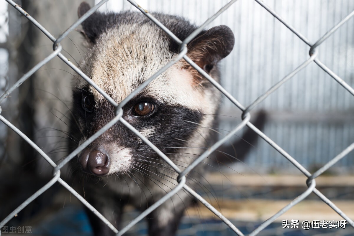 猫屎咖啡深度解释,猫屎咖啡介绍一下