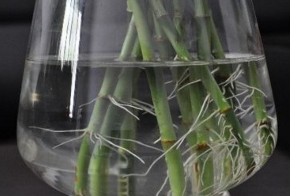 富贵竹用塑料桶养可以吗,富贵竹用塑料桶可以养吗